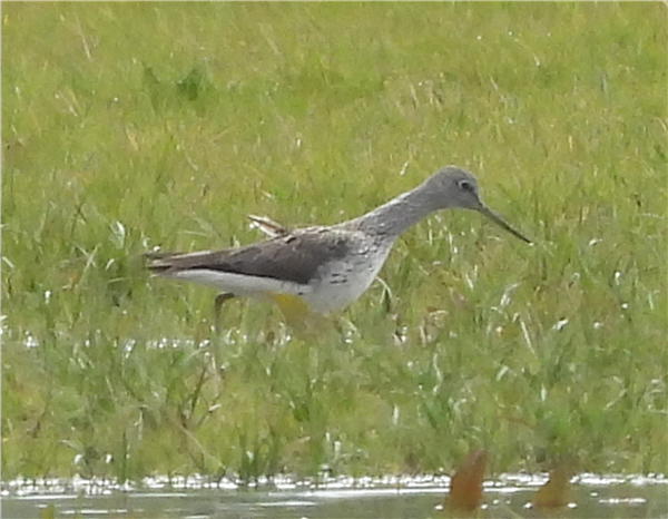 Greenshank