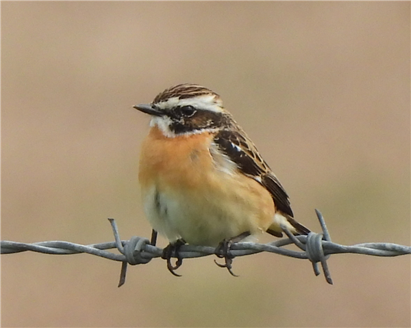 Whinchat