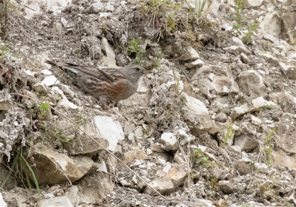 Alpine Accentor