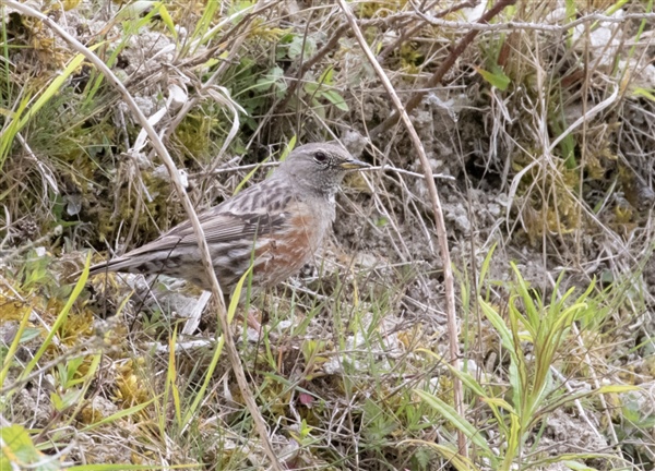 Alpine Accentor