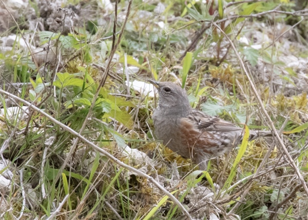 Alpine Accentor