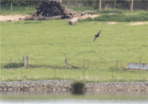 Black Tern