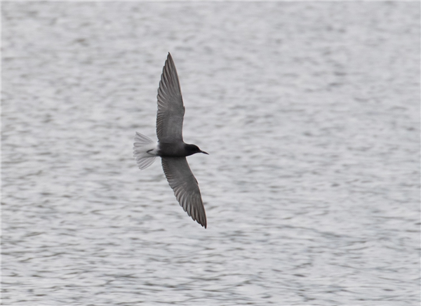 Black Tern