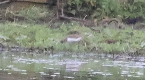 Common Sandpiper