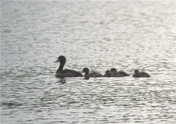 Tufted Duck