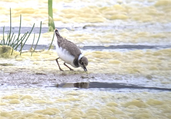 Little Ringed Plover