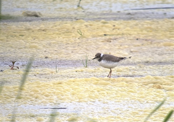 Little Ringed Plover