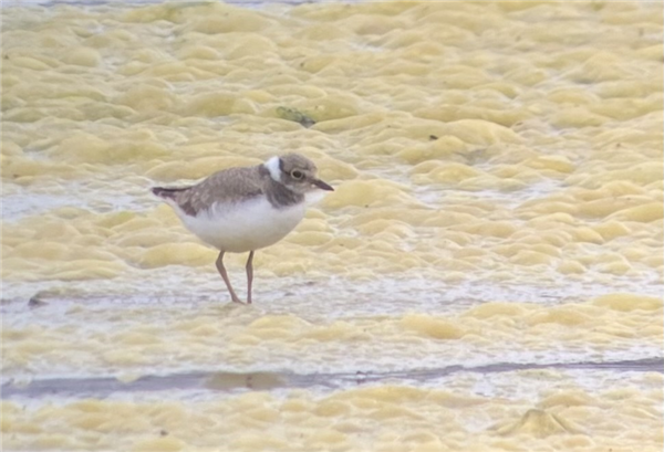 Little Ringed Plover