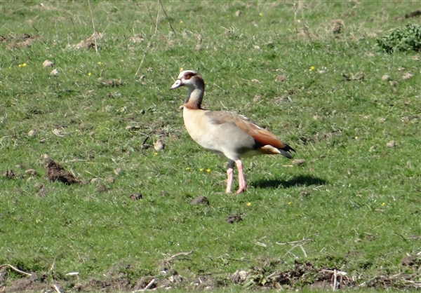 Egyptian Goose