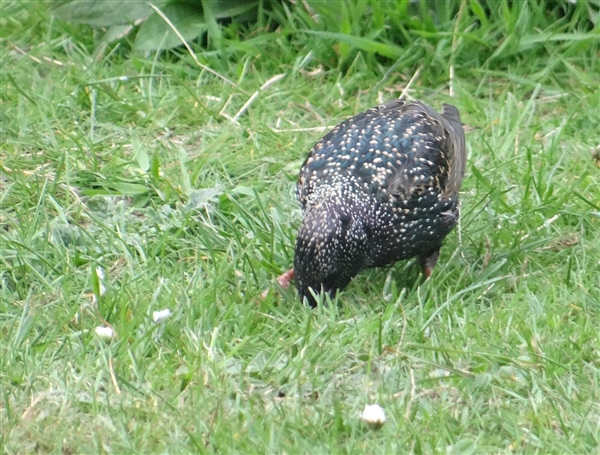 Starling