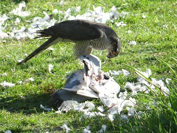 Sparrowhawk