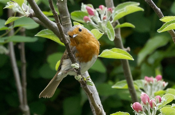 Robin