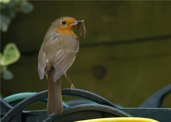 Robin