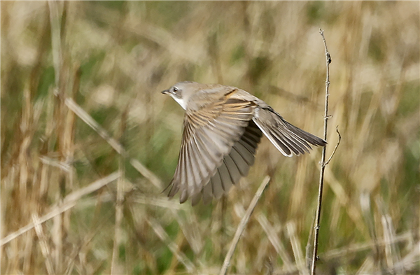 Whitethroat