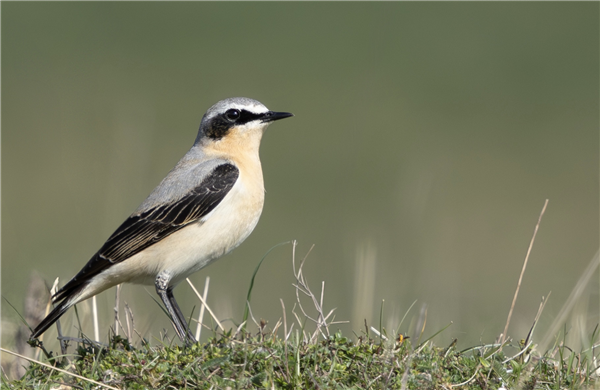 Wheatear