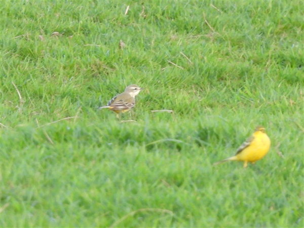 Yellow Wagtail