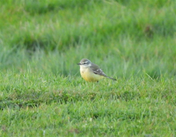 Yellow Wagtail