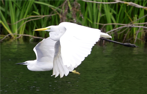 Photo of Great White Egret at Linford Reserve, Linford GPs, Buckinghamshire. Taken by Michael Haberfield on 14th September 2025.