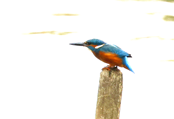 Photo of Kingfisher at Linford Reserve, Linford GPs, Buckinghamshire. Taken by Michael Haberfield on 14th September 2025.