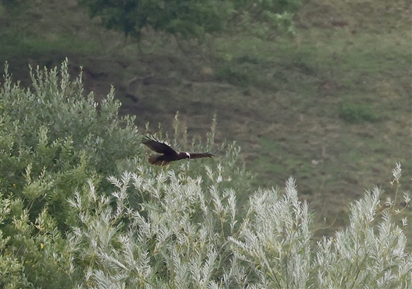 Photo of Marsh Harrier at Linford Reserve, Linford GPs, Buckinghamshire. Taken by Michael Haberfield on 14th September 2025.