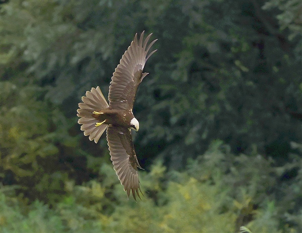 Photo of Marsh Harrier at Linford Reserve, Linford GPs, Buckinghamshire. Taken by Michael Haberfield on 14th September 2025.