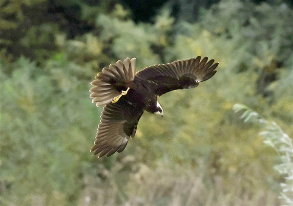 Photo of Marsh Harrier at Linford Reserve, Linford GPs, Buckinghamshire. Taken by Michael Haberfield on 14th September 2025.