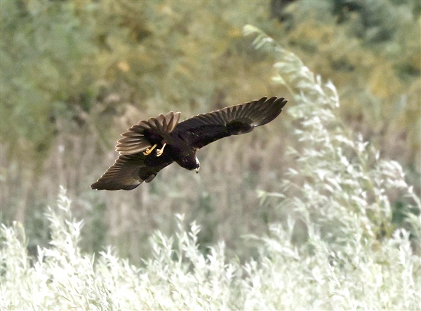Photo of Marsh Harrier at Linford Reserve, Linford GPs, Buckinghamshire. Taken by Michael Haberfield on 14th September 2025.