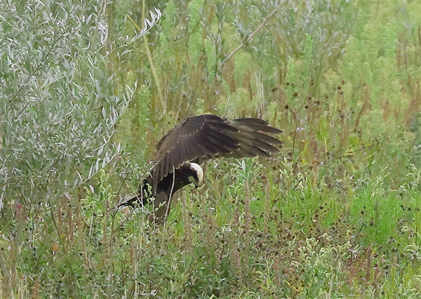 Photo of Marsh Harrier at Linford Reserve, Linford GPs, Buckinghamshire. Taken by Michael Haberfield on 14th September 2025.