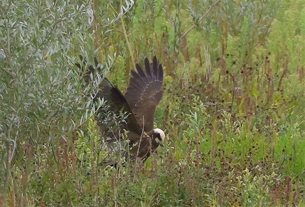 Photo of Marsh Harrier at Linford Reserve, Linford GPs, Buckinghamshire. Taken by Michael Haberfield on 14th September 2025.