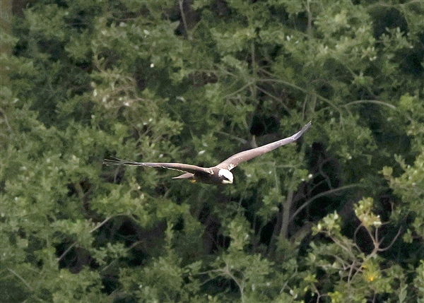 Photo of Marsh Harrier at Linford Reserve, Linford GPs, Buckinghamshire. Taken by Michael Haberfield on 14th September 2025.