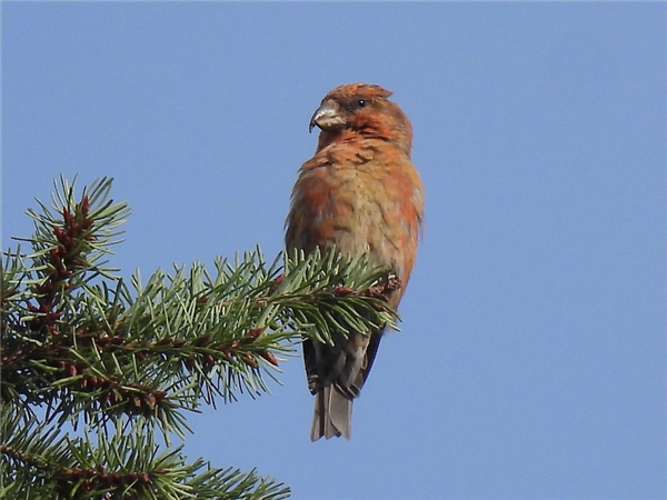 Common Crossbill