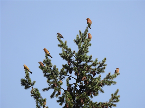 Photo of Common Crossbill at Rushmere Park, Buckinghamshire. Taken by Rob Andrews on 14th September 2025.