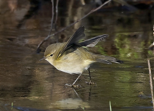 Chiffchaff