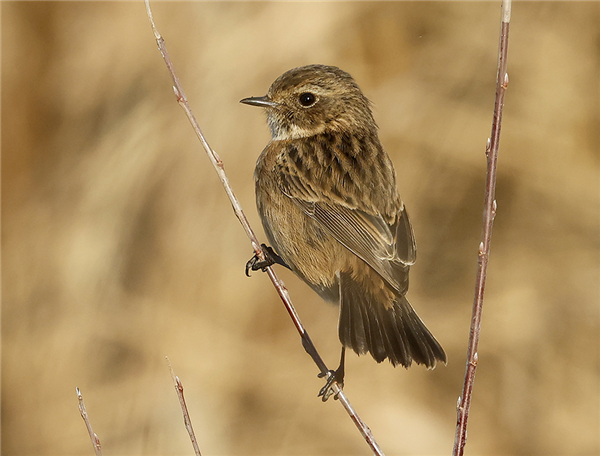 Stonechat