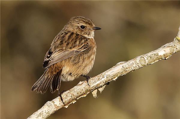 Stonechat