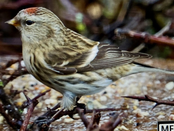 Redpoll