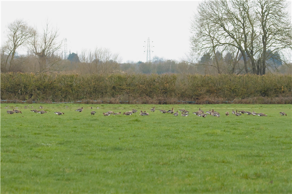 Photo of White-fronted Goose at Ivinghoe Aston, Buckinghamshire. Taken by Gary Hinton on 15th February 2026.