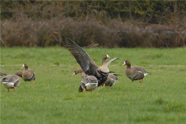 Photo of White-fronted Goose at Ivinghoe Aston, Buckinghamshire. Taken by Gary Hinton on 15th February 2026.