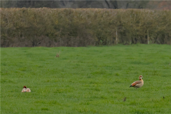 Photo of Egyptian Goose at Ivinghoe Aston, Buckinghamshire. Taken by Gary Hinton on 15th February 2026.