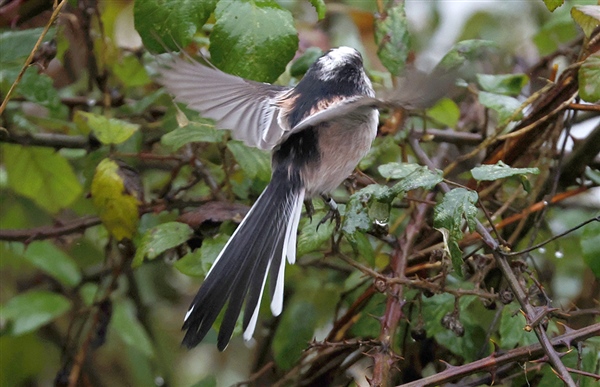 Photo of Long-tailed Tit at Linford Reserve, Linford GPs, Buckinghamshire. Taken by Michael Haberfield on 15th February 2026.