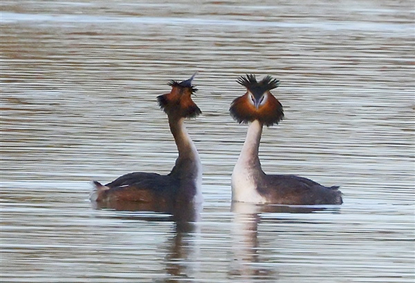 Photo of Great Crested Grebe at Linford Reserve, Linford GPs, Buckinghamshire. Taken by Michael Haberfield on 15th February 2026.