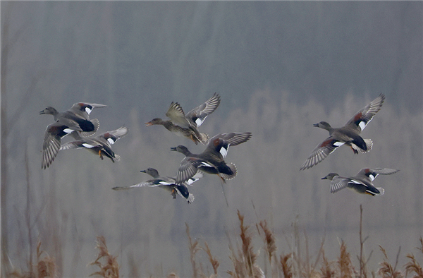 Photo of Gadwall at Linford Reserve, Linford GPs, Buckinghamshire. Taken by Michael Haberfield on 12th February 2026.