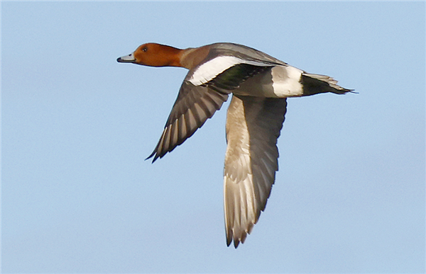 Photo of Wigeon at Linford Reserve, Linford GPs, Buckinghamshire. Taken by Michael Haberfield on 11th February 2026.