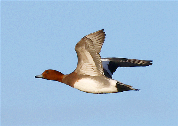 Photo of Wigeon at Linford Reserve, Linford GPs, Buckinghamshire. Taken by Michael Haberfield on 11th February 2026.
