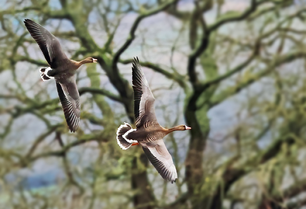 Photo of White-fronted Goose at Gallows Bridge Farm, Gallows Bridge, Buckinghamshire. Taken by Richard Stevens on 15th February 2026.