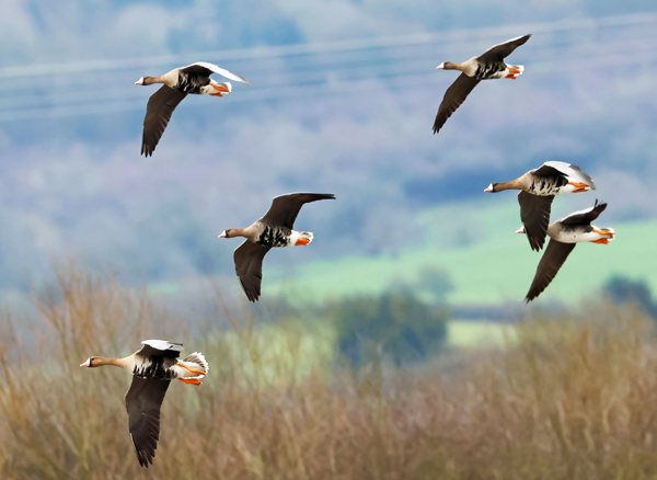 Photo of White-fronted Goose at Gallows Bridge Farm, Gallows Bridge, Buckinghamshire. Taken by Richard Stevens on 15th February 2026.