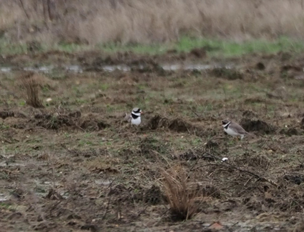 Photo of Ringed Plover at Logistica Flood, Milton Keynes, Buckinghamshire. Taken by Harry Appleyard on 23rd February 2026.