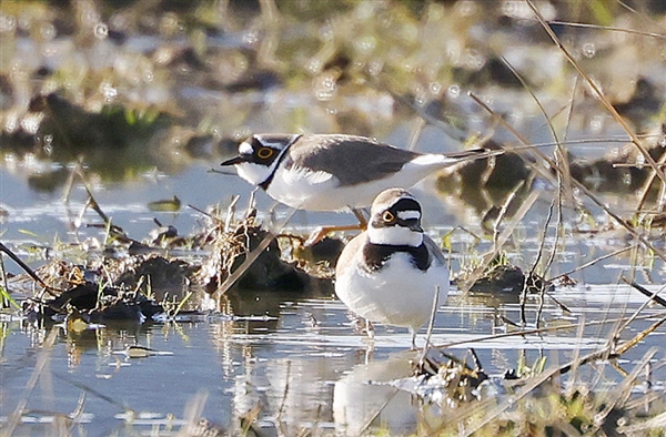 Photo of Little Ringed Plover. Taken by Michael Haberfield.