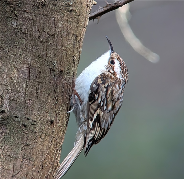 Photo of Treecreeper at Little Marlow GP, Buckinghamshire. Taken by Tony James on 4th April 2026.
