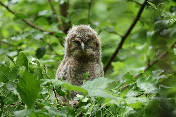 Photo of Tawny Owl at Lee Common , Buckinghamshire. Taken by Don Stone on 5th May 2026.